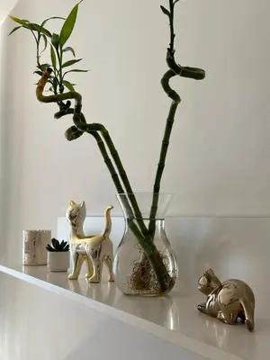 a vase with a plant and two cats on a shelf at Diamond on Wenceslas Square in Prague