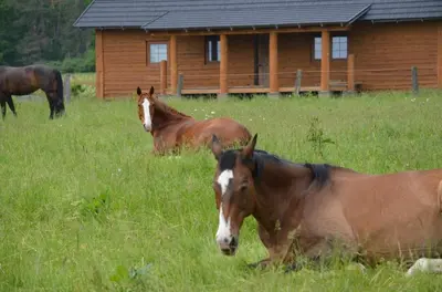three horses laying in a field in front of a cabin at Ranči v Buši - pokoj ve srubu in Čím