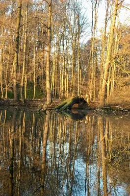 a reflection of trees in a body of water at Útulný byt pár kroků od lázeňské fontány in Poděbrady