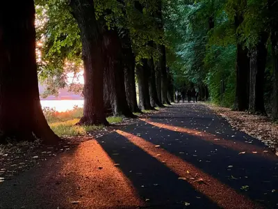 a tree lined road with trees on either side at Útulný byt pár kroků od lázeňské fontány in Poděbrady