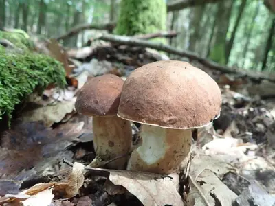 two mushrooms on the ground in a forest at Útulný apartmán na Slapech in Čím