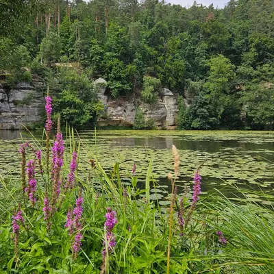 a body of water with purple flowers in the foreground at Roubenka pod hradem Kokořín in Kaninský Dŭl