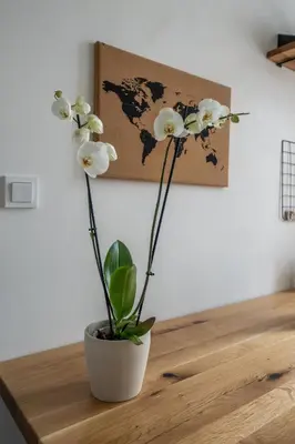 a group of four pictures on a white wall at Elegant Riverside Apartment with Breathtaking Rock Views in Prague