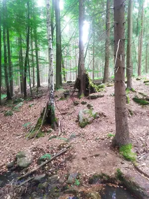 a wooded area with several trees and a creek at Maringotka Waldeck in Ohrazenice