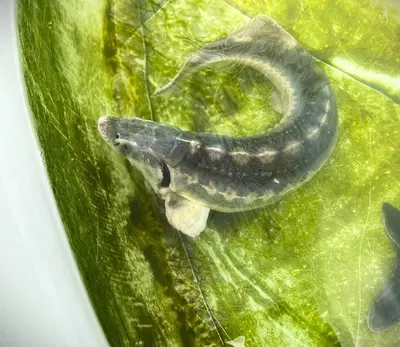 a snake on top of a green leaf at Sádky Lety in Lety