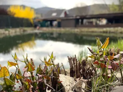a pond with a body of water and some plants at Sádky Lety in Lety