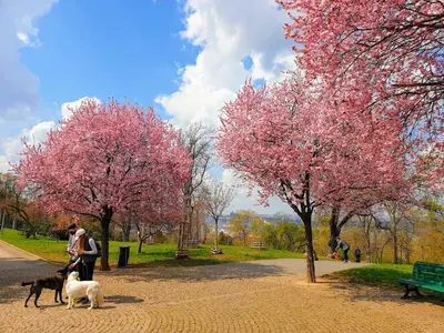 two people and two dogs walking in a park with trees at Prague Vinohrady Apartment in Prague