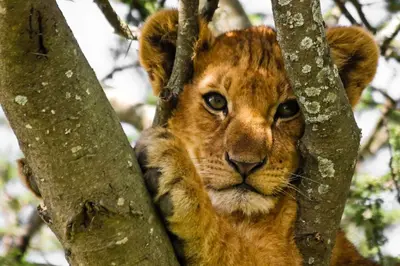 a lion cub in a tree at Nice room E3 Prague 7 in Prague