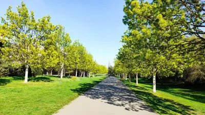 a tree lined path in the middle of a park at Glamping Prokop in Prague