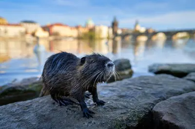a animal standing on a rock near the water at Romantický pokojíček v podkroví R5 in Prague