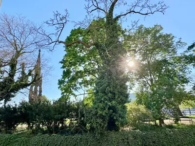 a tree with the sun shining behind it at Apartment Divadelni - Historic Center & steps from Charles Bridge in Prague