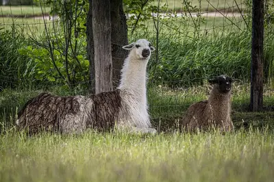 two sheep standing in the grass next to a fence at Penzion Ztracený mlýn in Slapy