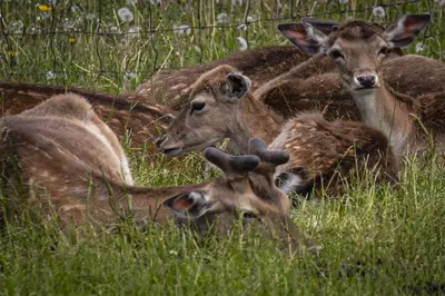 a group of deer laying in the grass at Penzion Ztracený mlýn in Slapy