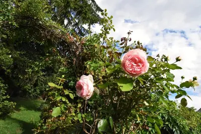 two pink roses are growing on a bush at Apartment at Château Domoušice in Domoušíce