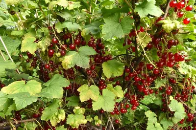 a bunch of red berries on a plant with green leaves at Apartment at Château Domoušice in Domoušíce