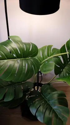 a green plant sitting on a table next to a lamp at Modern apartment in Zizkov 10 min from Wenceslav Square in Prague