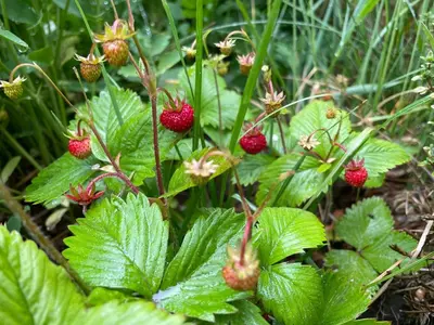 a bunch of strawberries on a plant with green leaves at Beautiful house by the river with its own dock in Rabyně