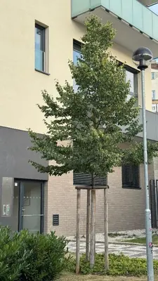 a tree sitting on a bench in front of a building at Spacious urban apartment with terrace in Prague