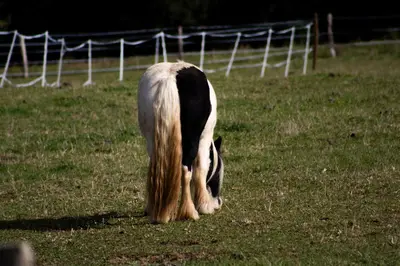 a black and white horse grazing in a field at Tiny u koníků