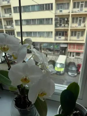 a vase with white flowers on a window sill at Apartment 23 in Prague