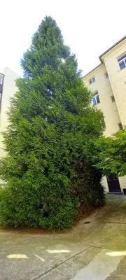 a large green tree in front of a building at Old Town apt, Charles Bridge 3 min, Private garden, Breakfast in Knight hall in Prague