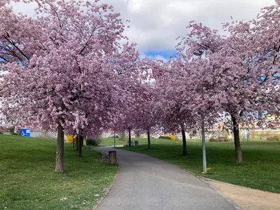 a path in a park with trees with pink flowers at Čenětická Apartment in Prague
