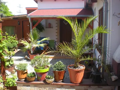 a group of potted plants sitting on a porch at Sophia Cozy Self Catering Apartment in Dolní Břežany