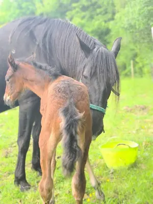 a black horse and a brown horse standing in a field at Caravan on farm