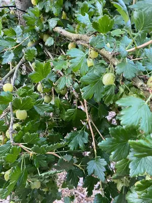 a tree with green leaves and fruit on it at Caravan on farm