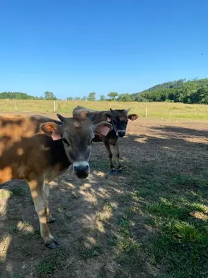 two cows are standing in a field at Caravan on farm