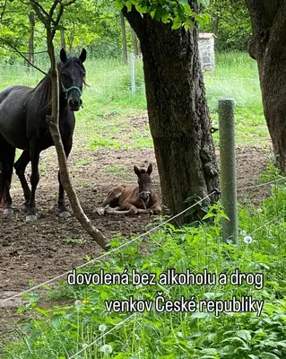 a horse and a calf standing next to a tree at Caravan on farm
