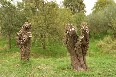 two tree stump statues in a field with trees at 02 JURTA hnědá v jablečném sadu