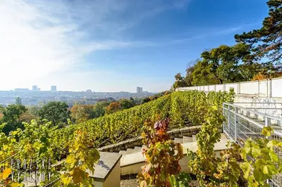 a vineyard with a bunch of vines on a building at Sweet Spot for 6 in Trendy Area! Family friendly! in Prague