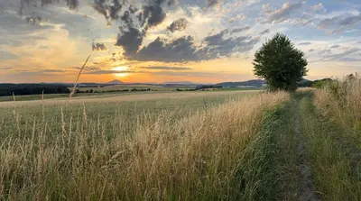 a field of tall grass with a tree in the middle at Kaple Jinak in Vrchovany