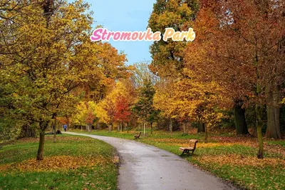 a path in a park in the fall at Family apt with Terrace, near Center, big Parks and Viewpoints in Prague