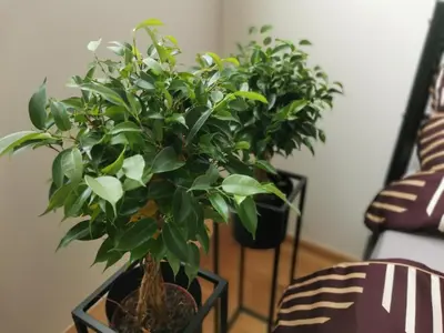two potted plants are sitting on a table at Glamour & Prague in Prague