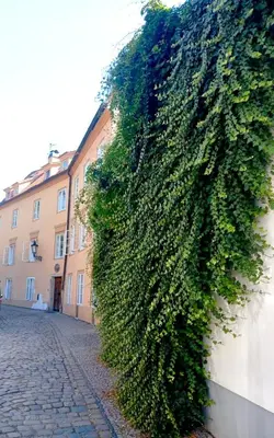 a large green bush on the side of a building at Prague centrum apartment Hradčany in Prague