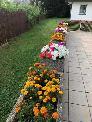 a row of colorful flowers in a garden at Park Pension