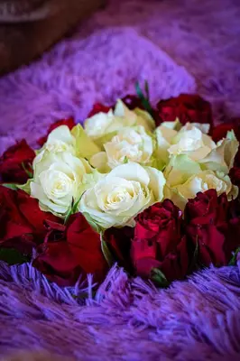 a bouquet of red and white roses on a purple blanket at Brilliant Rabbit Residence in Prague
