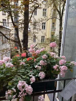 a bunch of pink flowers in a window at Urban Zen Apartment in Prague