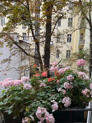 a bunch of pink flowers in front of a building at Urban Zen Apartment in Prague