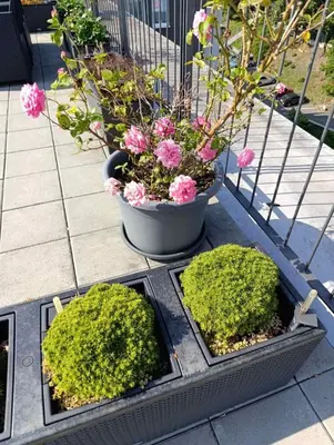 two planters with plants and a pot of flowers at GeraStay Perucka in Prague
