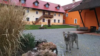 two dogs standing in front of a building at Podřipská Farma in Roudnice nad Labem
