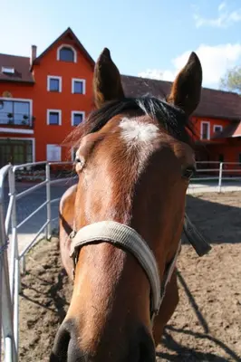 a brown horse standing next to a fence at Podřipská Farma in Roudnice nad Labem