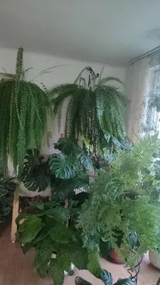 a bunch of green plants in a room at Оазис in Jíloviště
