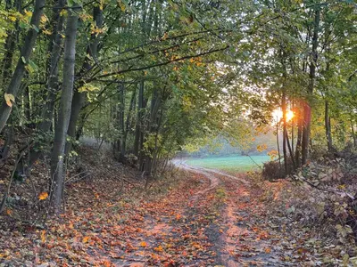 a dirt road in the woods with leaves on the ground at Chaloupka v lese u Kutné Hory