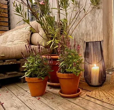 a group of potted plants sitting on a floor at Honey Gardens venkovský apartmán v přírodní zahradě in Oleška