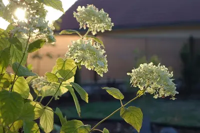 a plant with white flowers in front of a house at Chalupa Kdovíkde in Budyně nad Ohří