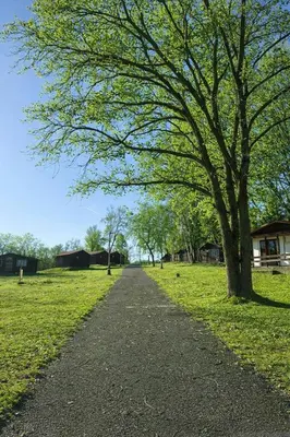 a tree on a path in a field at Autocamp Kosmonosy in Mladá Boleslav