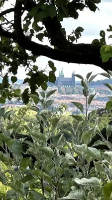a view of a city from behind a tree at Chatička Anička or Garden 77 in Prague